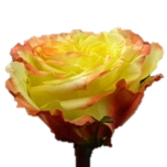 Rise N Sun Roses d'Equateur Ethiflora